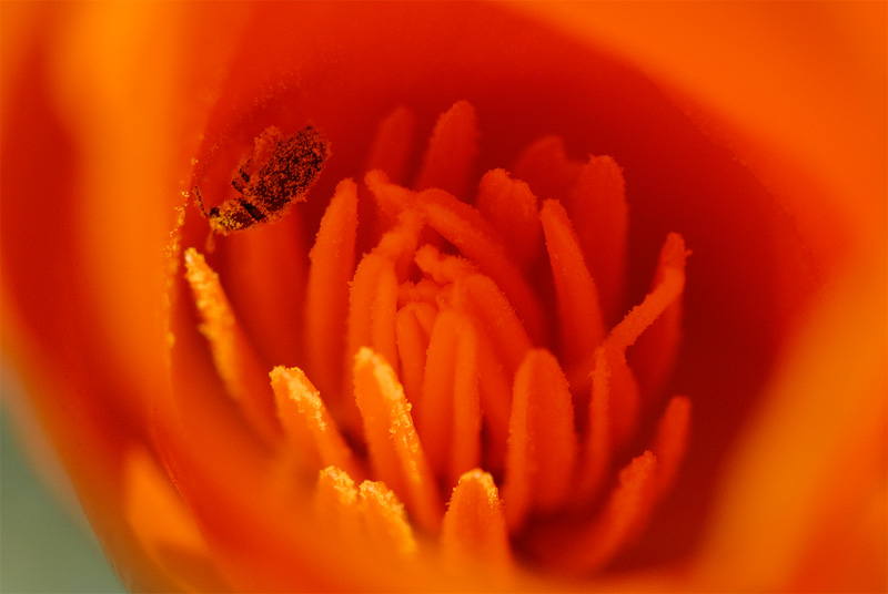beetle pollinating a poppy