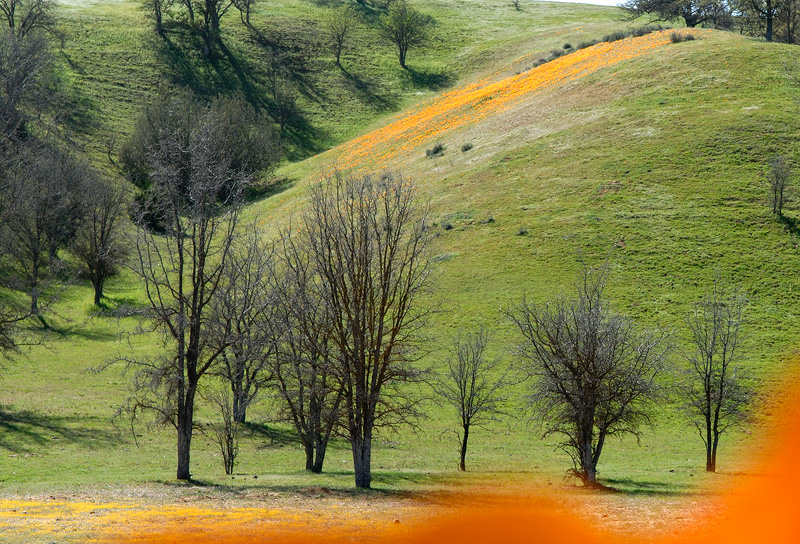 Coastal California hillsides starting to bloom with poppies