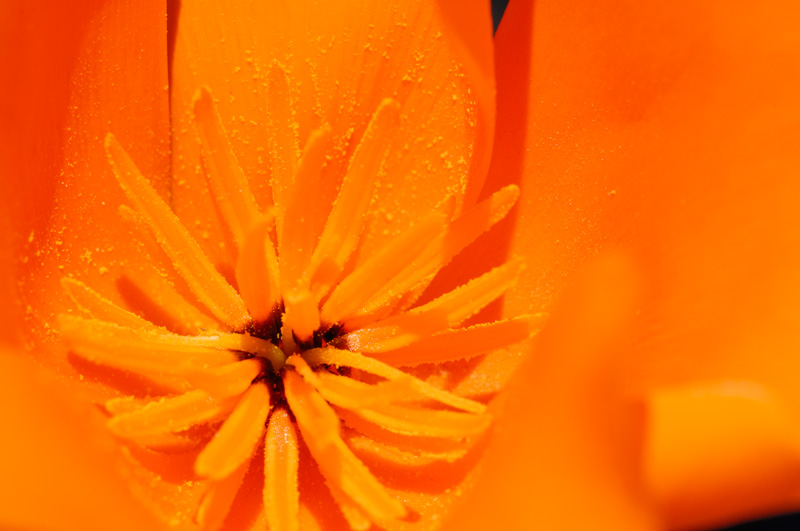 Poppy Stamens macro image
