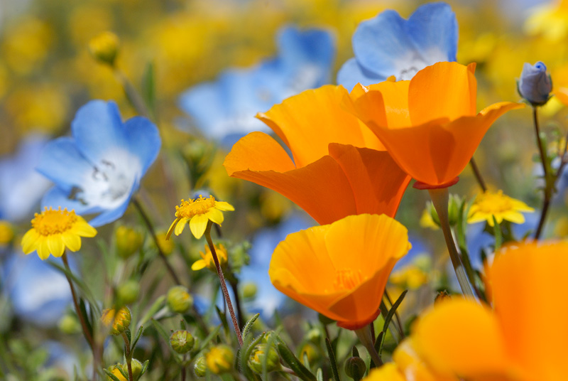 Mixed California Wildflowers, poppies, baby blue eyes and goldfields