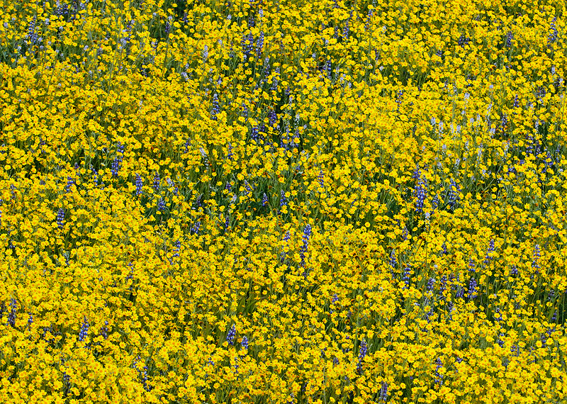 Field of Yellow and Purple wildflowers, Goldfields and Lupine