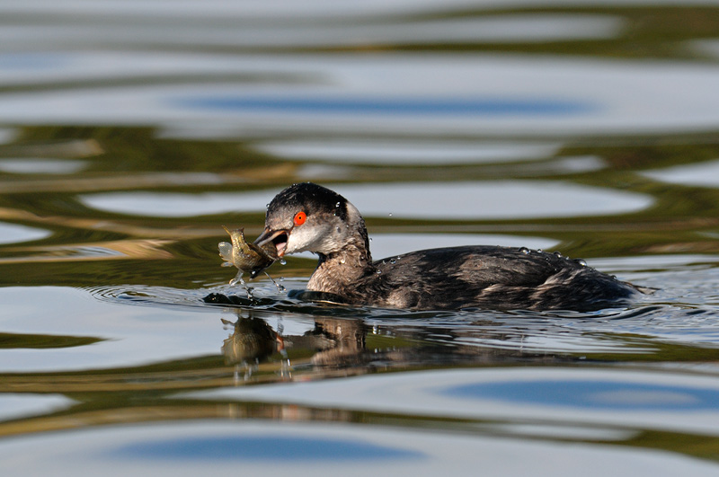 Eared Grebe with a fresh fish lunch