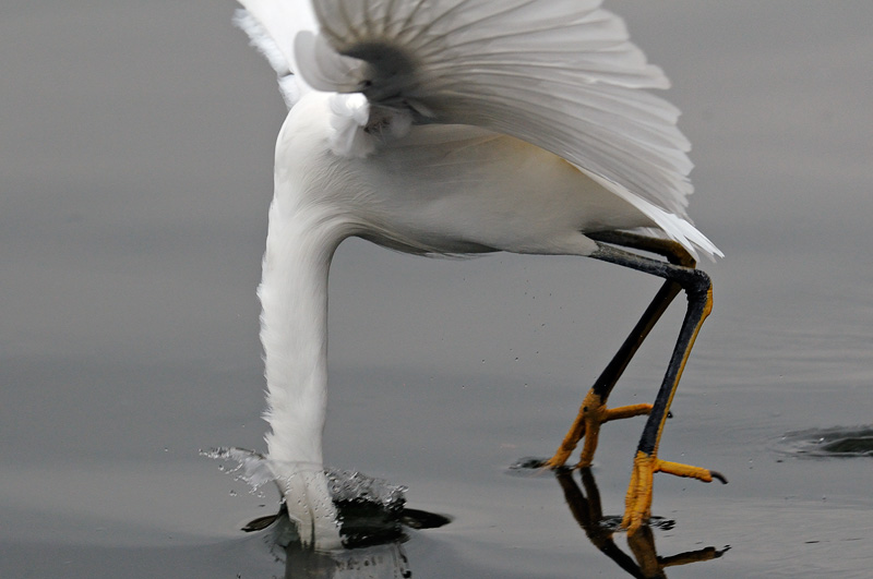 Snowy Egret dunking its head under water catching fish