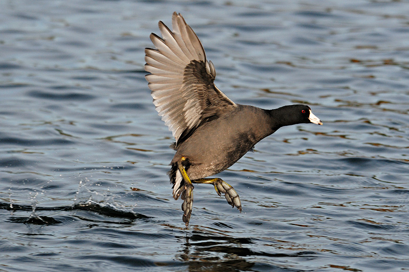 Coot running on water with wings up