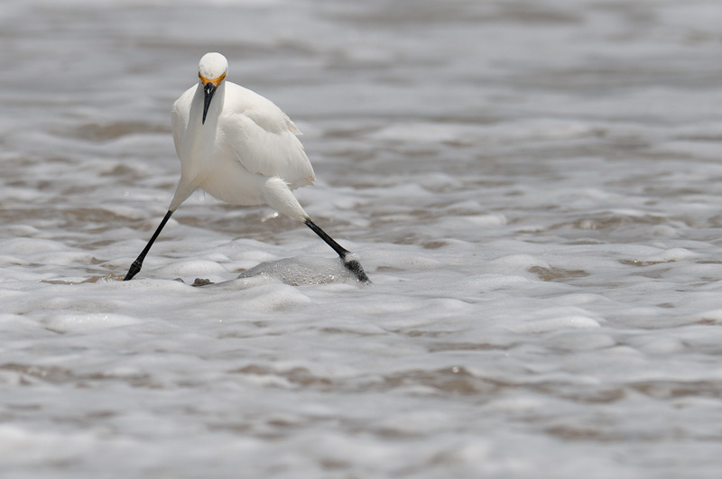Snowy Egret in the surf