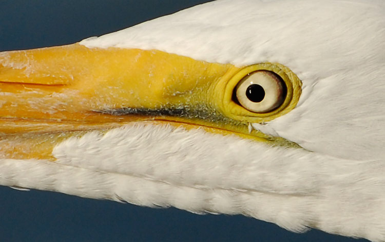 Close up look at a Great Egrets eye and face