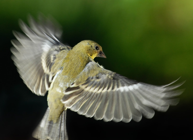 Fast little goldfinch