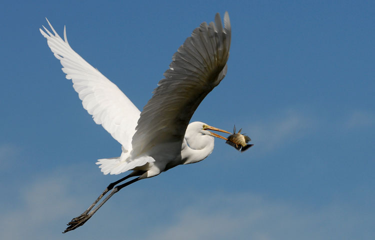 Happy Egret in flight with a fish lunch