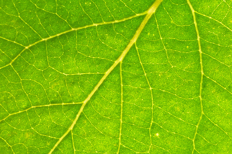 Leaf Macro