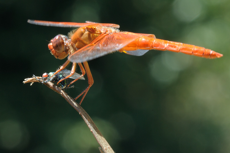 macro photography of an orange dragonfly
