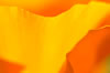 yellow and orange poppy petals