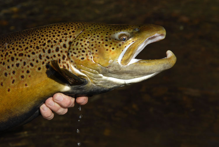 brown trout shying away from the camera lens
