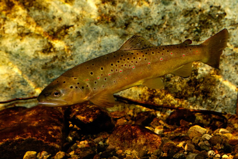 brown trout photographed underwater with pretty red spots