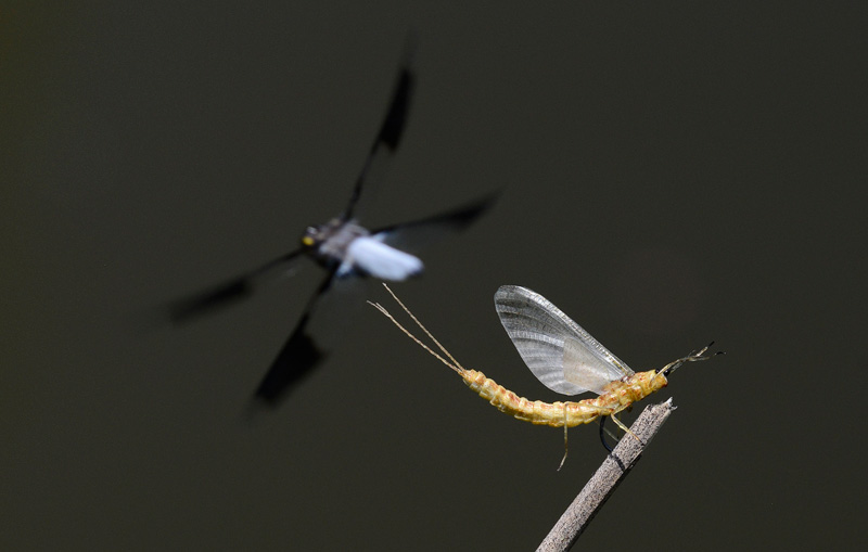 dragonfly in flight photo