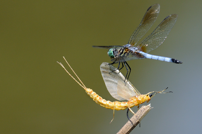 Blue Dasher dragonfly investigating a fishing fly