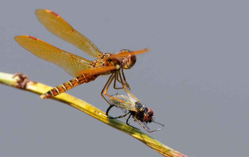 tiny little orange dragonfly with prey