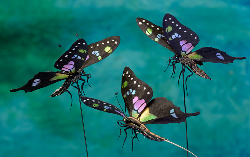 Rainbow colored butterflies