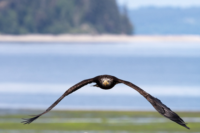 jevenile bald eagle flying towards my camera lens