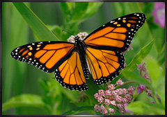 Monarch Butterfly in New York
