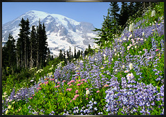 Mount Rainier summer wildflowers 2012