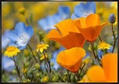 California Wildflower Photography