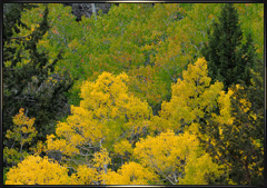 Sierra fall foliage photography September 22 & 23 2010
