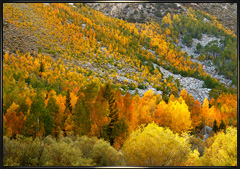 Sierra Fall Foliage