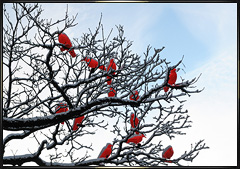Red Crows in Munich trees