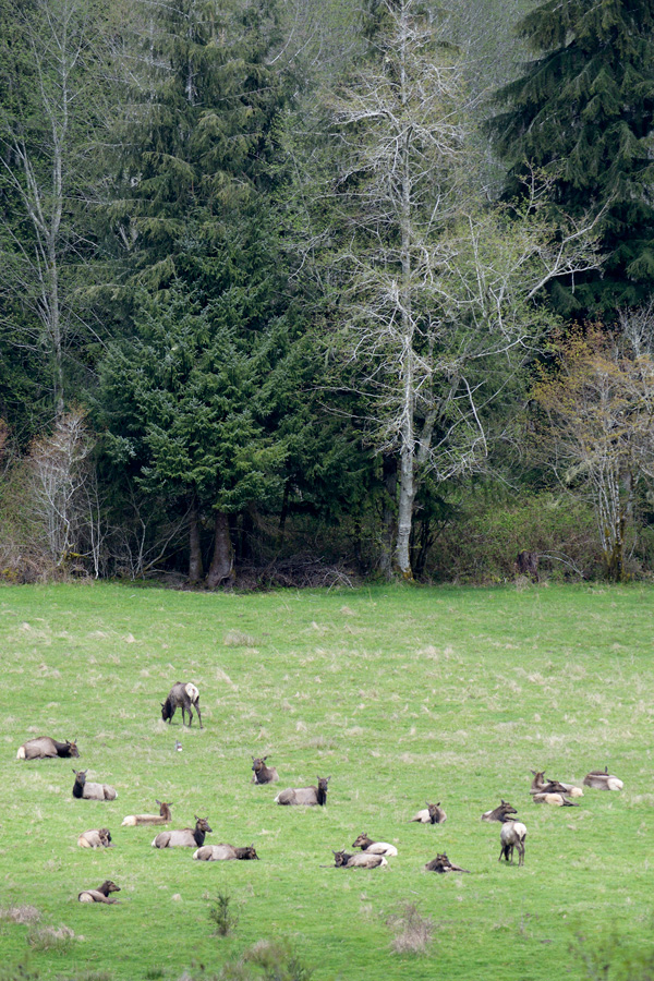 Herd of Elk resting in a field