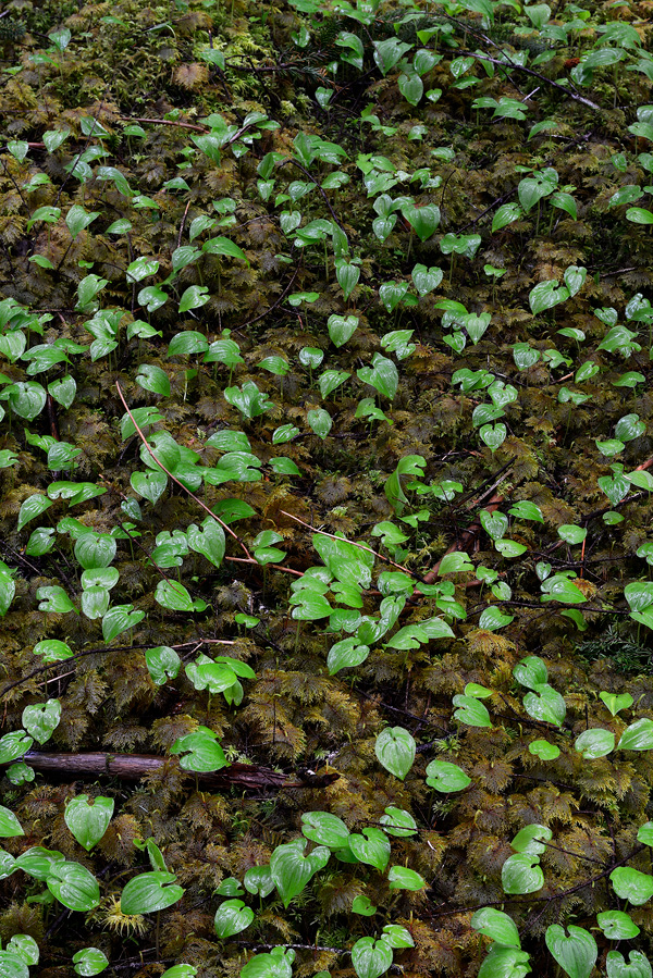 leafy spring ground cover