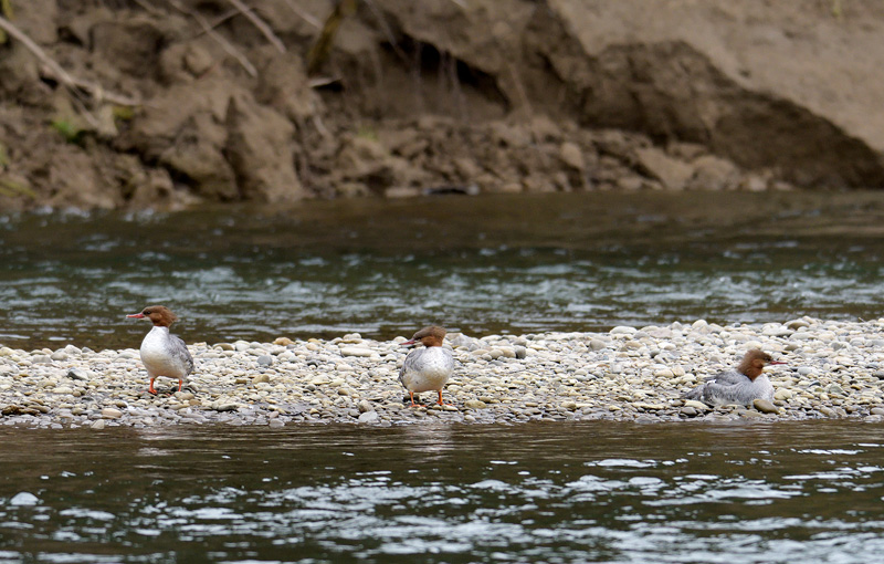 merganser ducks on the Hoh River