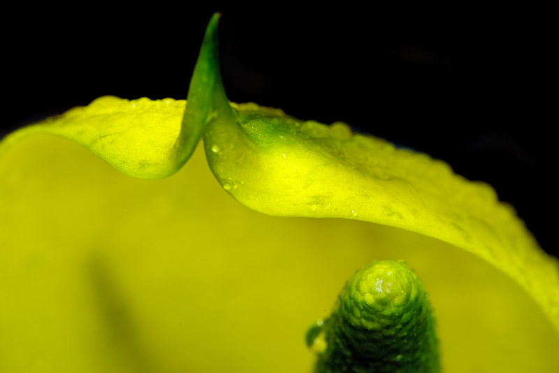 cloe up macro photography of a yellow skunk cabbage flower tip