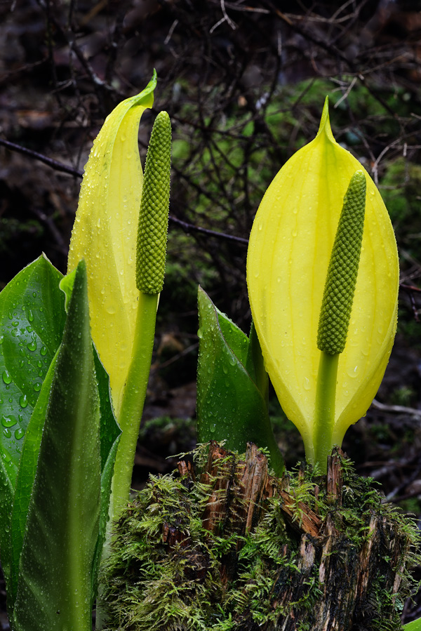 yellow Skunk Cabbage blossoms up close