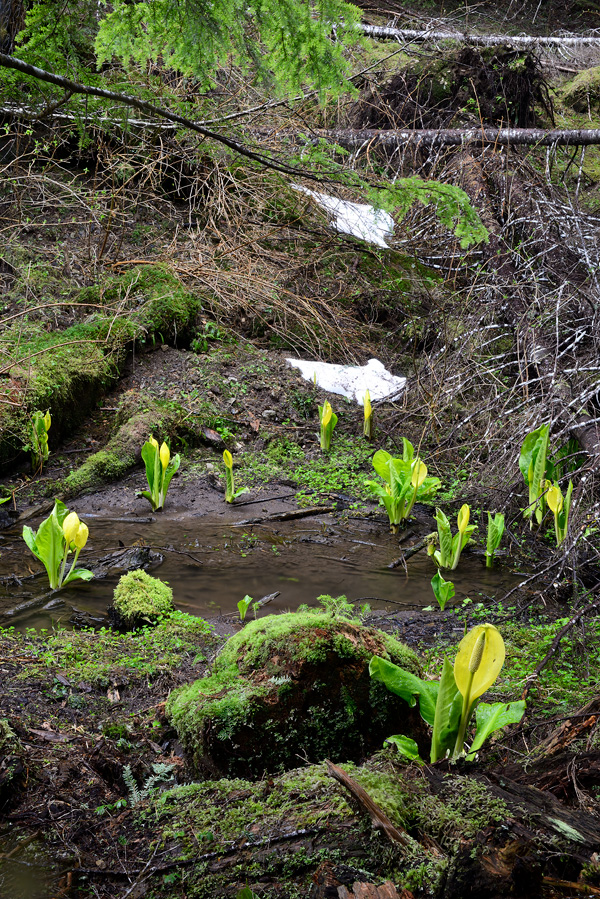 Skunk Cabbage with a patch of snow