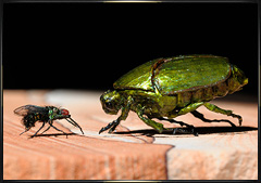 Green beetle and fly