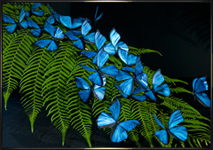 Blue butterfly replicas