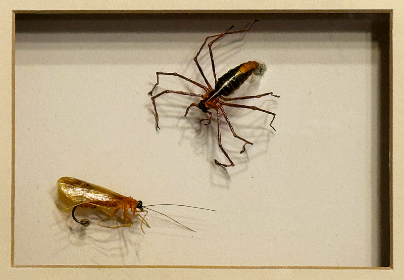 Original Caddis Fly and Spiderflies framed, same published in the Atlas of Creation book 