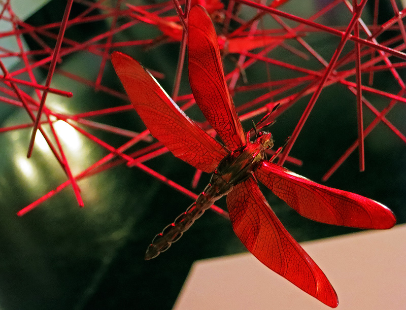 Beautiful dragonfly model hand made by artist Graham Owen