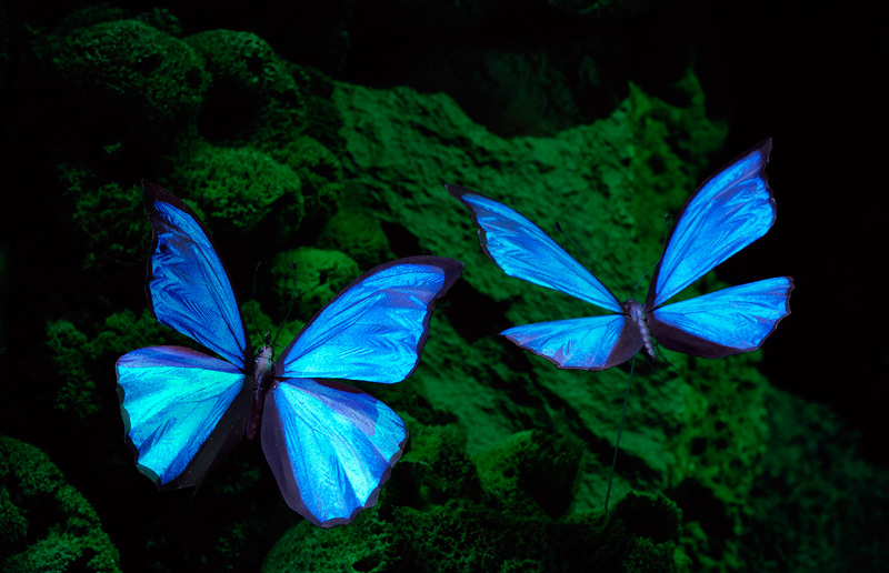 Pair of blue butterfly models in flight
