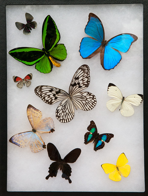 Framed and mounted real butterflies used for reference purposes to replicate realistic models