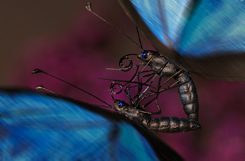 Amazingly detailed Blue Morpho butterflies mating in air