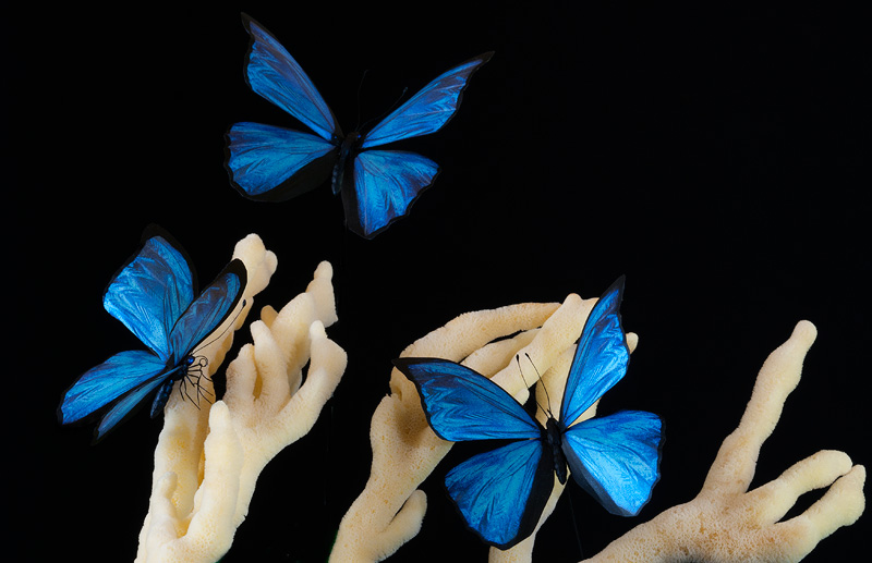 Beautiful iridescent blue butterfly model replicas