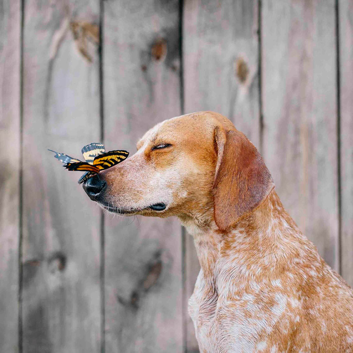 Maddie the Coonhound- Maddie On Things with a butterfly reproduction