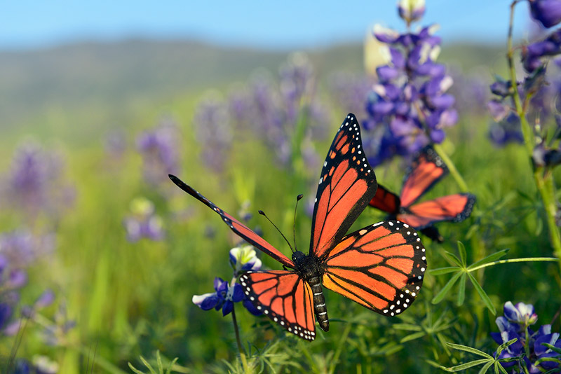 Monarch Butterfly replicas in flight