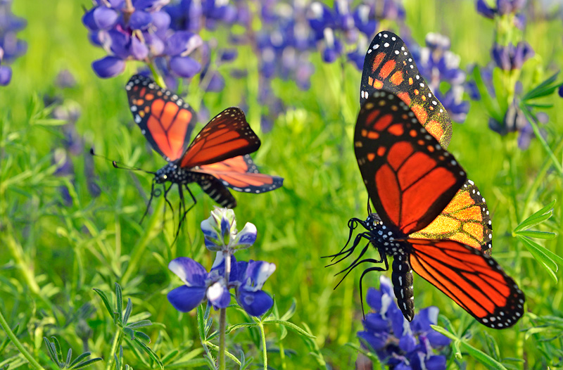 Pair of fake replica Monarch Butterflies photographed with California wildflowers