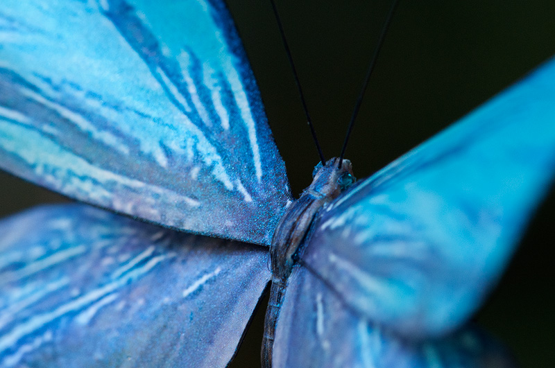 Pearl Morpho butterfly replica wings