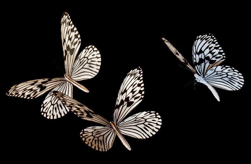 Realistic Rice Paper butterflies backlit in flight