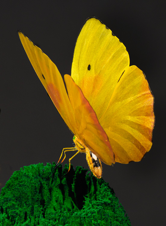 yellow and orange butterfly with glowing wings