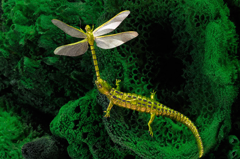 Green salamander replica with a green dragonfly replica