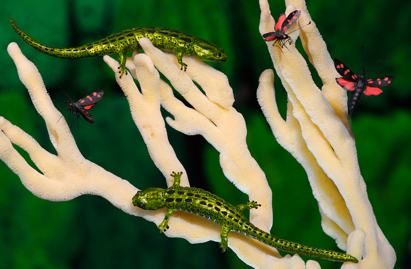 green salamander artistic replicas